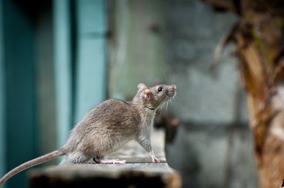 Rat Infestation FAQs